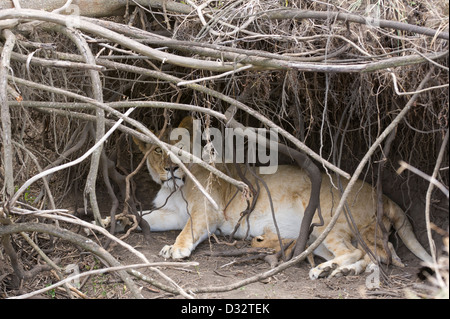 Löwen in einer Höhle mit kleinen Jungen (Panthero Leo), Masai Mara National Reserve, Kenia Stockfoto