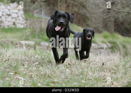 Labrador Retriever Erwachsenen Hund und Welpen (schwarz) laufen auf einer Wiese Stockfoto