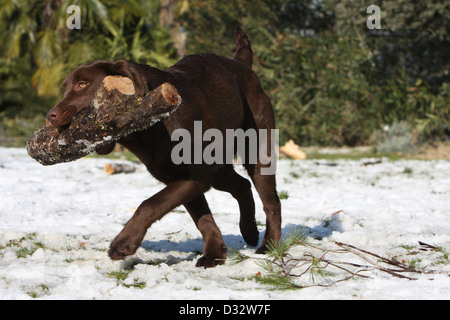 Hund Labrador Retriever Erwachsener (Schokolade) abrufen ein Holz im Schnee Stockfoto