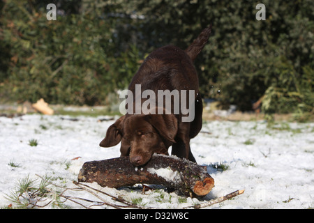 Hund Labrador Retriever Erwachsener (Schokolade) abrufen ein Holz im Schnee Stockfoto