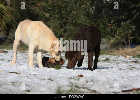 Labrador Retriever Hund / zwei Erwachsene schnüffeln am Boden Stockfoto