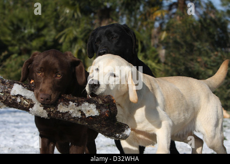 Hund Labrador Retriever drei Erwachsene (schwarz, chocolate und gelb) mit einem Stock spielen Stockfoto