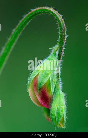 Der perfekte Knospe einer Erbse Stockfoto