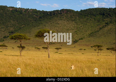 Löwe (Panthero Leo) vor der Oloololo Böschung, Masai Mara National Reserve, Kenia Stockfoto