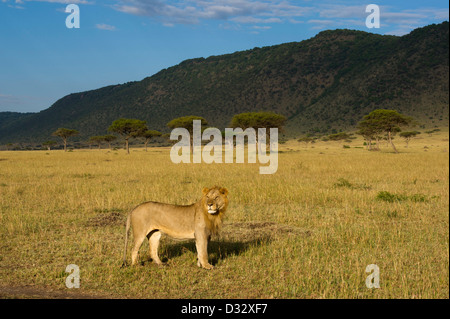 Löwe (Panthero Leo) vor der Oloololo Böschung, Masai Mara National Reserve, Kenia Stockfoto