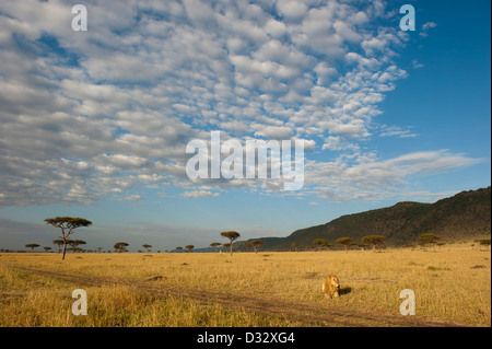 Löwe (Panthero Leo) vor der Oloololo Böschung, Masai Mara National Reserve, Kenia Stockfoto