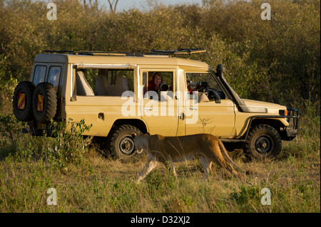 Safari-Fahrzeug mit Löwen (Panthero Leo), Masai Mara National Reserve, Kenia Stockfoto