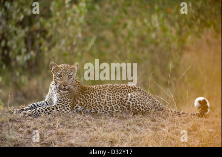 Leopard (Panthera Pardus), Masai Mara National Reserve, Kenia Stockfoto