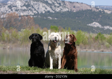 Hund Labrador Retriever drei Erwachsene verschiedene Farben (schwarz, gelb und chocolate) sitzt auf dem Rand eines Teiches Stockfoto