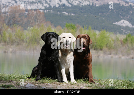 Hund Labrador Retriever drei Erwachsene verschiedene Farben (schwarz, gelb und chocolate) sitzt auf dem Rand eines Teiches Stockfoto