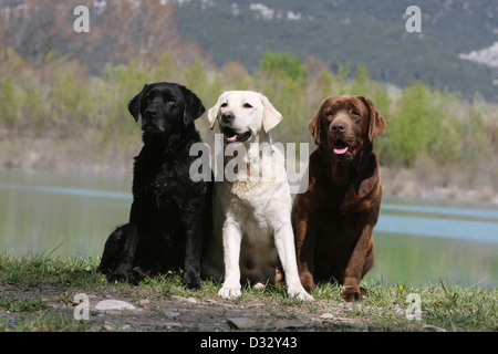 Hund Labrador Retriever drei Erwachsene verschiedene Farben (schwarz, gelb und chocolate) sitzt auf dem Rand eines Teiches Stockfoto