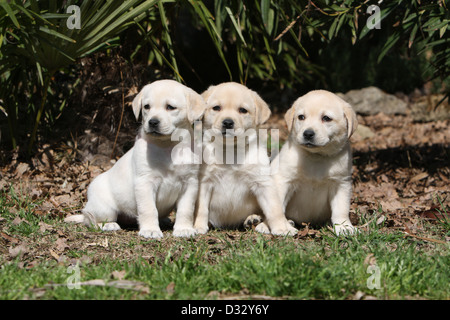 Labrador Retriever drei Hundewelpen (gelb) sitzen in einem Garten Stockfoto