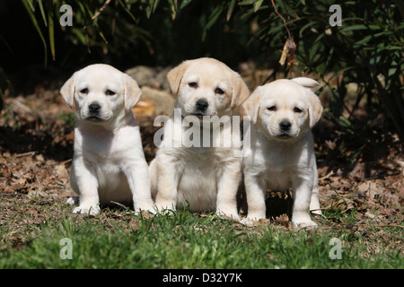 Labrador Retriever drei Hundewelpen (gelb) sitzen in einem Garten Stockfoto