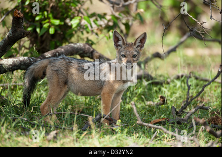 Young Black-backed Jackal (Canis Mesomelas), Masai Mara National Reserve, Kenia Stockfoto