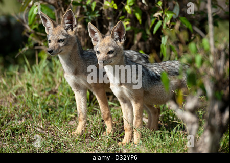 Young Black-backed Schakale (Canis Mesomelas), Masai Mara National Reserve, Kenia Stockfoto