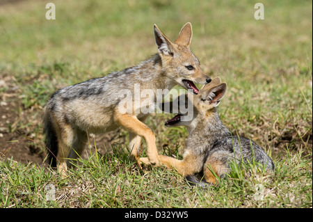 Young Black-backed Schakale (Canis Mesomelas), Masai Mara National Reserve, Kenia Stockfoto