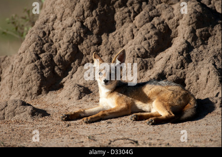 Young Black-backed Jackal (Canis Mesomelas), Masai Mara National Reserve, Kenia Stockfoto