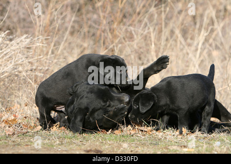 DDog Labrador Retriever Erwachsene und Welpen (schwarz) auf einer Wiese spielen Stockfoto