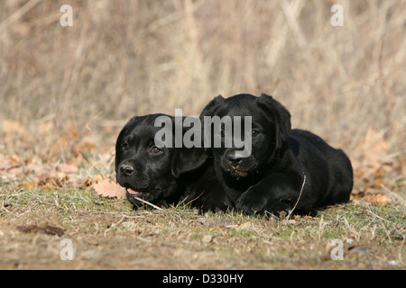 Labrador Retriever zwei Hundewelpen (schwarz) auf einer Wiese liegend Stockfoto