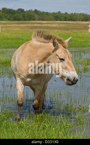 Przewalski Pferd / Equus Ferus Przewalskii Stockfoto