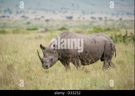 Schwarze Nashorn (Diceros Bicornis), Masai Mara National Reserve, Kenia Stockfoto