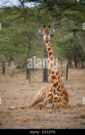 Maasai Giraffe (Giraffa Plancius Tippelskirchi), Masai Mara National Reserve, Kenia Stockfoto