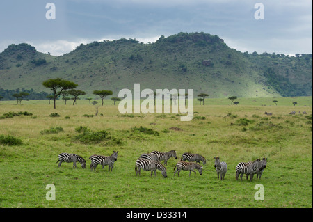 Burchell Zebra (Equus Burchellii), Masai Mara National Reserve, Kenia Stockfoto