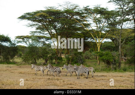 Burchell Zebra (Equus Burchellii), Masai Mara National Reserve, Kenia Stockfoto