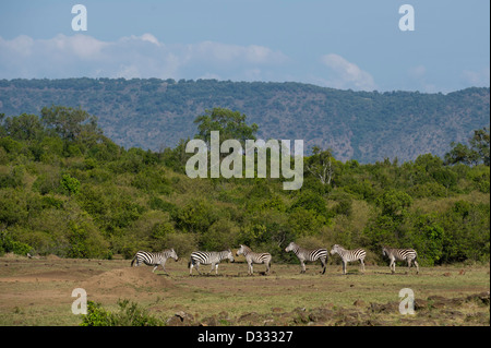 Burchell Zebra (Equus Burchellii), Masai Mara National Reserve, Kenia Stockfoto