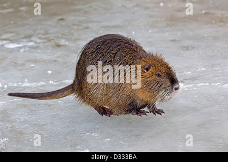 Nutrias / Biber brummeln Stockfoto