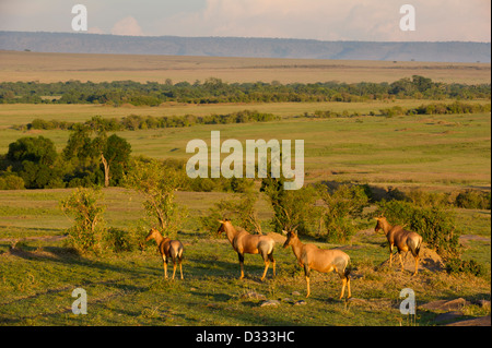 Topi (Damaliscus Lunatus Jimela), Masai Mara National Reserve, Kenia Stockfoto