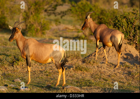 Topi (Damaliscus Lunatus Jimela), Masai Mara National Reserve, Kenia Stockfoto