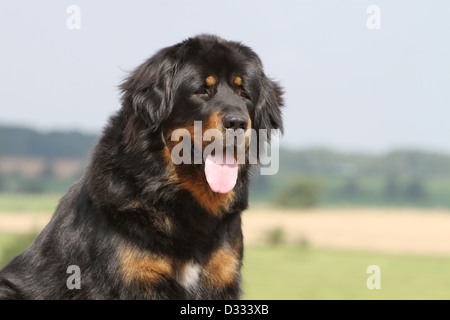 Tibet-Dogge Hund /-Khyi / Tibetdogge Erwachsenen Porträt Stockfoto