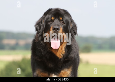 Tibet-Dogge Hund /-Khyi / Tibetdogge Erwachsenen Porträt Stockfoto