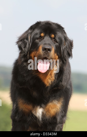 Tibet-Dogge Hund /-Khyi / Tibetdogge Erwachsenen Porträt Stockfoto