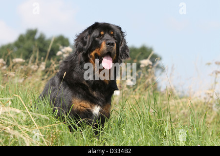 Tibet-Dogge Hund /-Khyi / Tibetdogge Erwachsenen sitzen auf einer Wiese Stockfoto