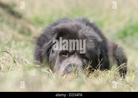 Tibet-Dogge Hund /-Khyi / Tibetdogge Erwachsenen in einer Wiese liegen Stockfoto