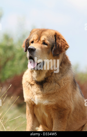 Tibet-Dogge Hund /-Khyi / Tibetdogge Erwachsenen Porträt Stockfoto