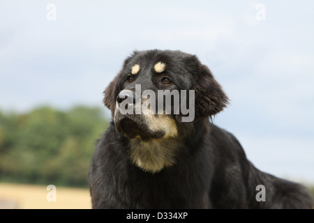 Tibet-Dogge Hund /-Khyi / Tibetdogge Erwachsenen Porträt Stockfoto