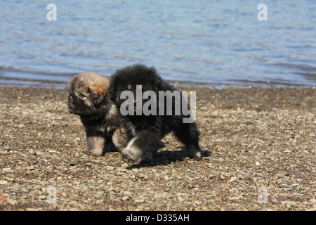 Tibet-Dogge Hund /-Khyi / Tibetdogge zwei Welpen zu Fuß am Rande eines Sees Stockfoto
