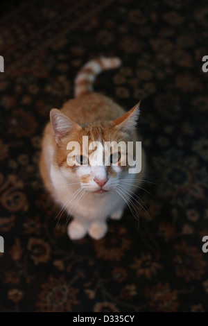 Eine süße orange-weiße Katze. Stockfoto