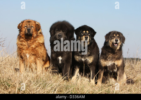 Tibet-Dogge Hund /-Khyi / Tibetdogge vier Erwachsene verschiedenen Farben sitzen auf einer Wiese Stockfoto