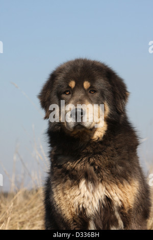 Tibet-Dogge Hund /-Khyi / Tibetdogge Erwachsenen Porträt Stockfoto