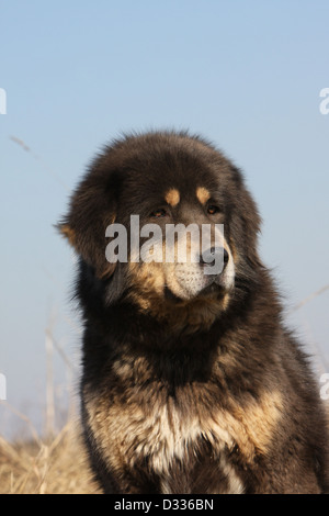 Tibet-Dogge Hund /-Khyi / Tibetdogge Erwachsenen Porträt Stockfoto