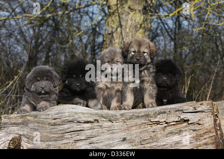 Tibet-Dogge Hund /-Khyi / Tibetdogge fünf Welpen verschiedene Farben auf einem Holz Stockfoto