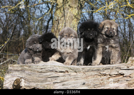 Tibet-Dogge Hund /-Khyi / Tibetdogge fünf Welpen verschiedene Farben sitzen auf einem Holz Stockfoto