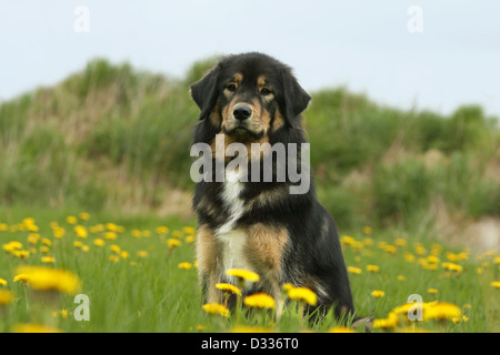 Tibet-Dogge Hund /-Khyi / Tibetdogge jung sitzen auf einer Wiese Stockfoto