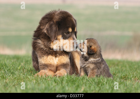 Tibet-Dogge Hund /-Khyi / Tibetdogge Erwachsene und Welpen in einer Wiese Stockfoto