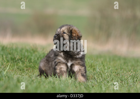 Tibet-Dogge Hund /-Khyi / Tibetdogge Welpen sitzen auf einer Wiese Stockfoto