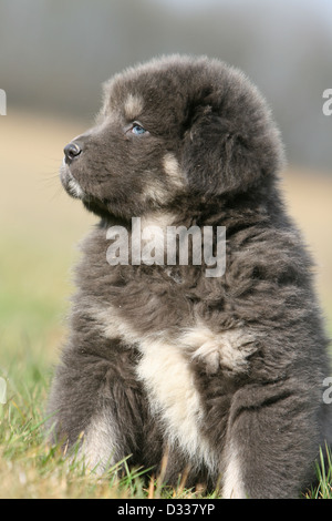 Tibet-Dogge Hund /-Khyi / Tibetdogge Welpen sitzen Profil Stockfoto